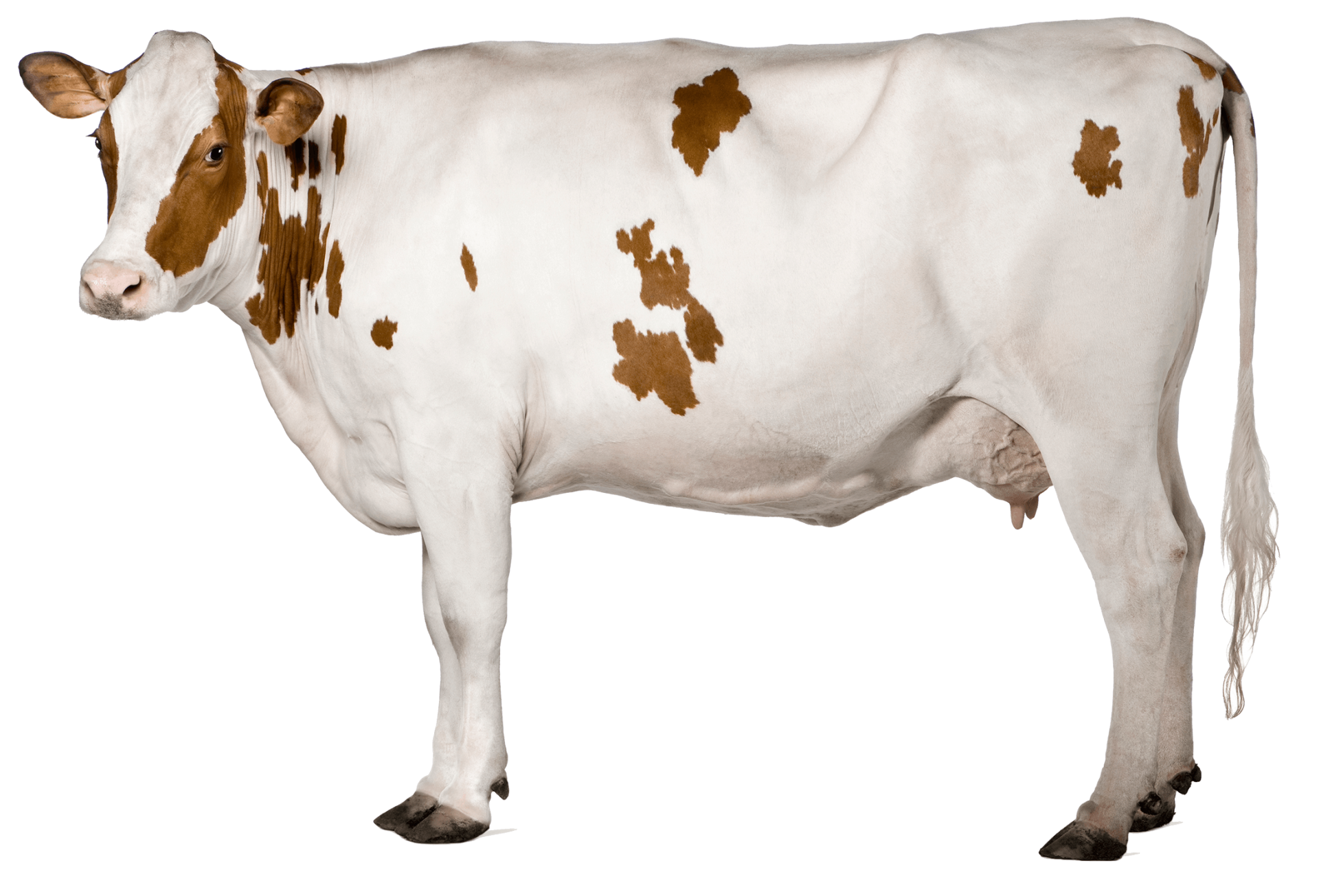 Now cow