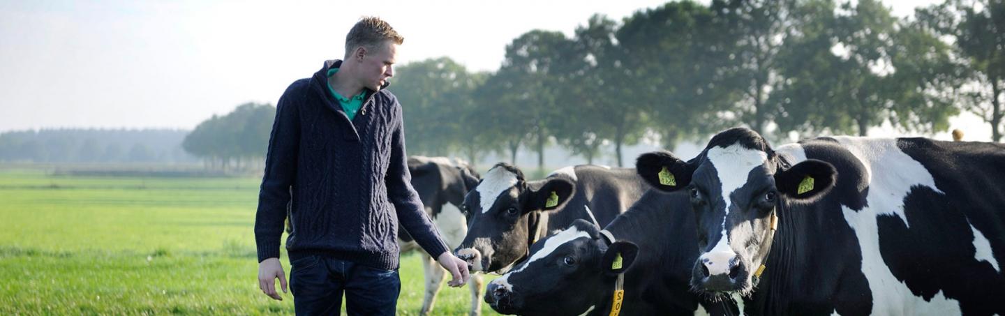 Boer met koeien