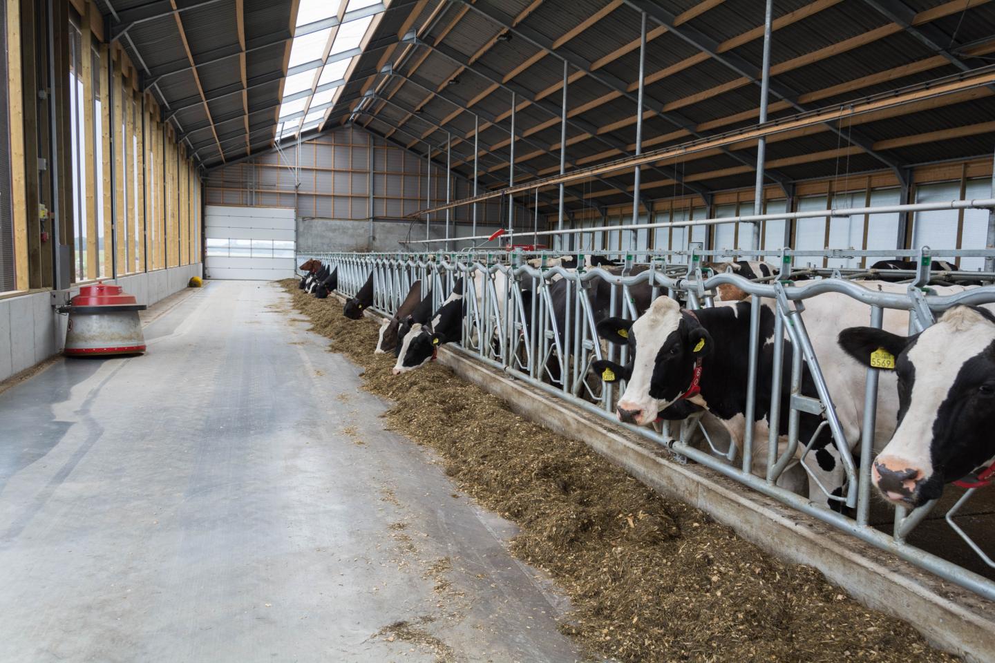Cornadis CSL Cowhouse cornadis-csl-cowhouse
