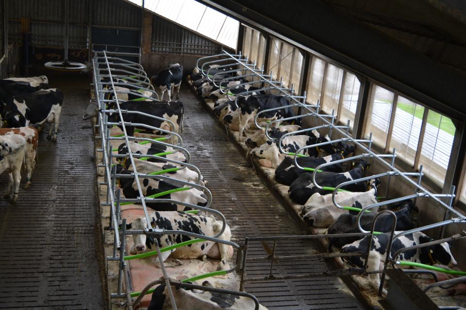 Dutch Mountain koematras bij de Dairy Campus