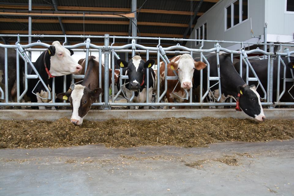 Golfvoerhek met koeien