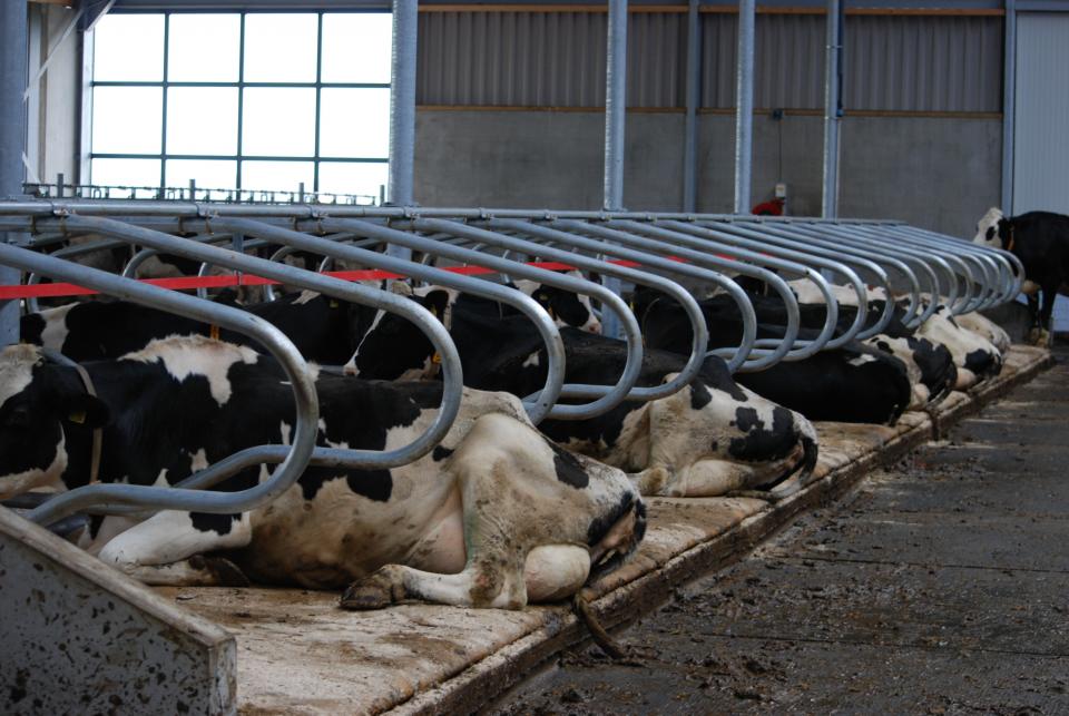 No Thru met spandband