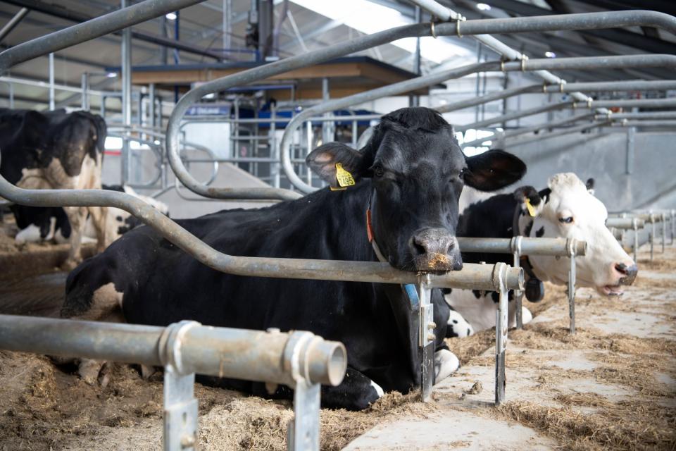 Wisconsin Droge koeien