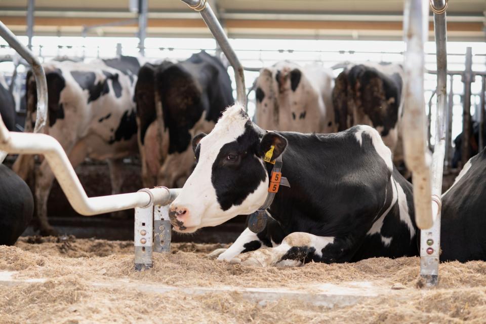 Koe Wisconsin ligbox