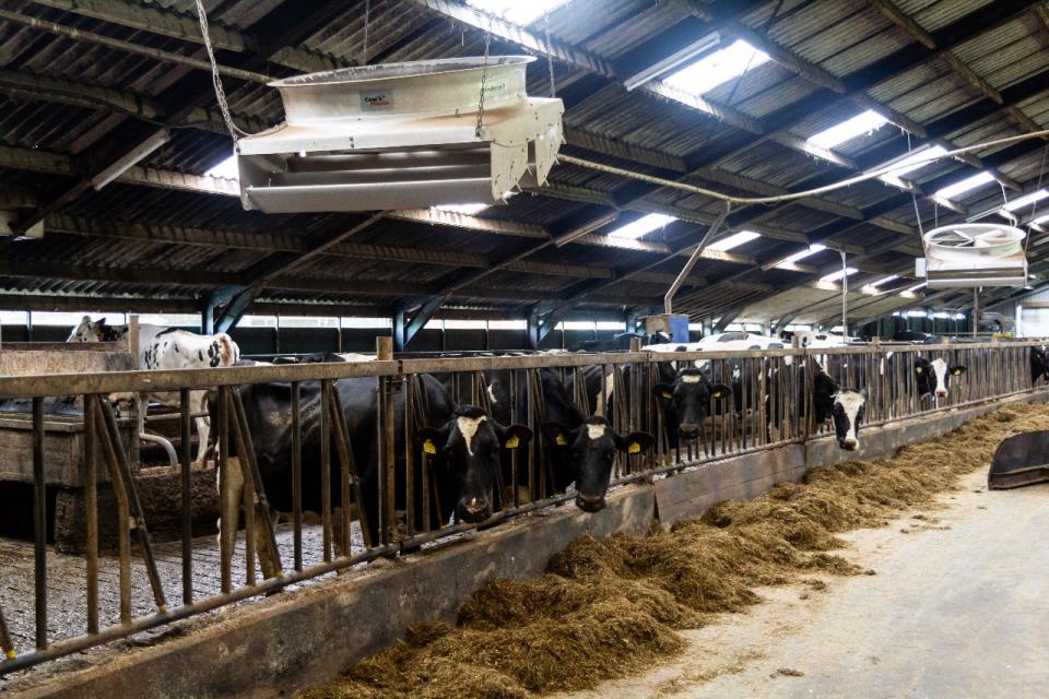 Melkveebedrijf Sibma