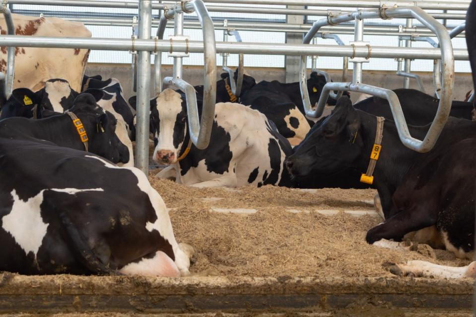 Bakker BioRail ligboxen systeem