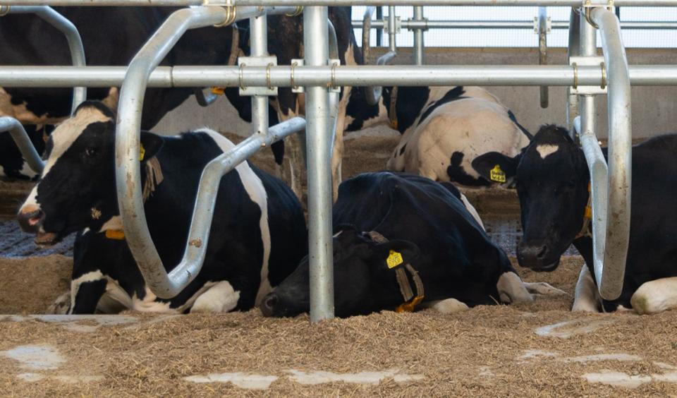 Hettinga koeien Biorail