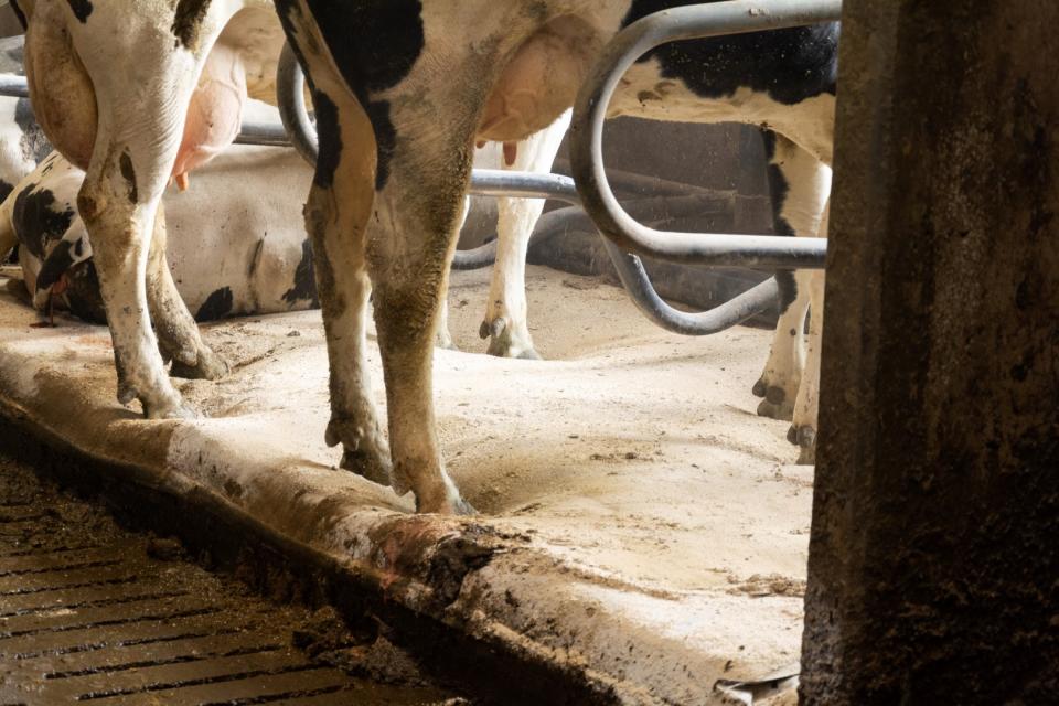 Koeien op Dutch Mountain