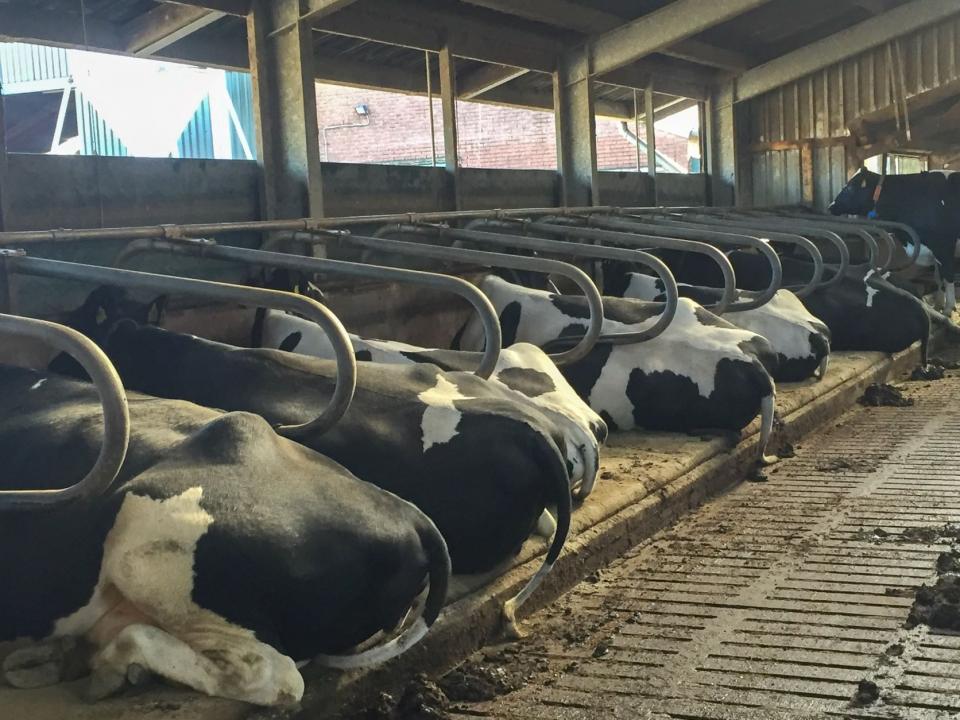Droge koeien Tankink